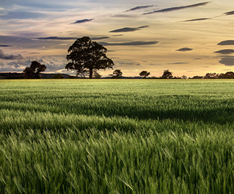 Agricultural Land Valuation Delhi Delhi, India